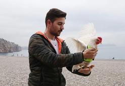 Kürek sörfü yaparken denize düşen tavuğu kurtarıp sahiplendi