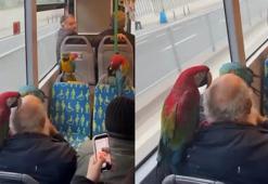 Üsküdar'da İETT otobüsüne 4 papağanla binen kişinin yolculuğu kamerada