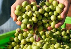 204 milyon ağaçtan 3,6 milyon ton zeytin