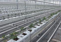 Düşük enerjiyle çalışan Sivas'ın en büyük cam serası 'örnek' olacak