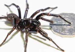 Avustralya'da yeni bir örümcek türü keşfedildi