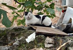 'Erken yaştaki kısırlaştırma hayvanın ömrünü uzatıyor'