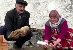 Kurt saldırısında anneleri ölen 8 yavru köpeği, biberonla besliyorlar