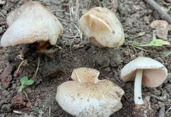 İzmir'de yeni mantar türü keşfedildi
