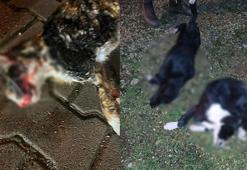 5'i yavru 6 köpek ile 1 kedi zehirlenmiş halde bulundu