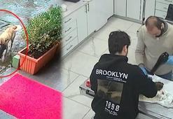 Beylikdüzü'nde köpek soğukta bitkin düşen yavrusu ağzında veteriner kliniği önüne geldi