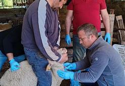 Anormal doğum yapan kuzularda akabane hastalığı tespit edildi