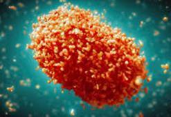 Azerbaycan'da ilk maymun çiçeği vakası tespit edildi