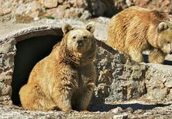 Antalya'nın kış güneşinde ayılar uyumadı