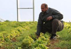 Derecik'teki seralarda geçen yıl 780 ton sebze yetiştirildi