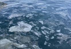 'Orman ve akarsu kenarlarındaki çalılıkların popülasyonundaki azalma müsilajı artırıyor'