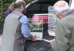 Baskın yapılan evde satışı yasak, 9 yeşil papağan ele geçirildi