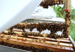 'Hileli balla mücadele için düzenlenen eğitimlerimizde 7 bin arıcıya ulaştık’