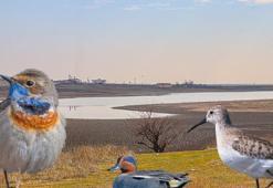 150 kuş türünün barındığı gölette su çekildi: Kurursa o kuşları da kaybederiz