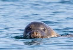 Akdeniz foklarının yuvası iki mağaraya zincirli koruma