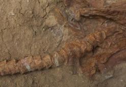 Peru'da 9 milyon yıllık köpek balığı fosilleri bulundu