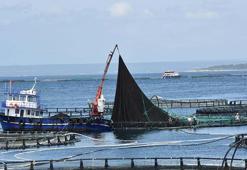 Muğla'da 625 milyon dolarlık balık ihracatı