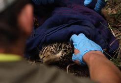 Kenya’da avcı tuzağına yakalanan leopar kurtarıldı