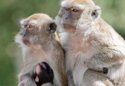 ABD'de araştırma tesisinden kaçan 43 maymun yakalandı