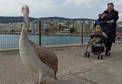 Taşucu Sahili’ne gelen pelikan, ilgi odağı oldu