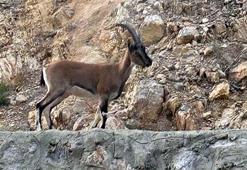 'Domates yıkadım' dedi, yaban keçisi kestiği anlaşılınca 661 bin lira ceza uygulandı