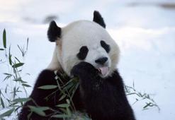 Washington'daki pandalar ziyaretçilere tanıtıldı