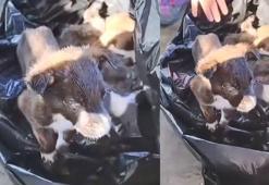 Edirne'de yavru köpekler poşet içinde çöpe atıldı; 2 gözaltı