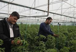 Suriyeli işçiler ülkelerine dönmekte kararlı, Antalyalı üretici düşünceli