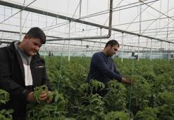 Suriyeli işçiler ülkelerine dönmekte kararlı, Antalyalı üretici düşünceli