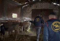 Sakarya'da büyükbaş hayvan hırsızlığı operasyonu: 7 tutuklama