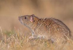 Kargo gemileri ile sahil kentlerine yayılan 'kahverengi sıçan', Diyarbakır'da görüntülendi