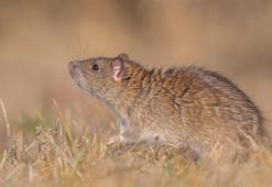 Kargo gemileri ile sahil kentlerine yayılan 'kahverengi sıçan', Diyarbakır'da görüntülendi