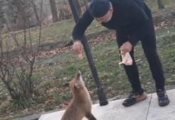 Tilkiyi elleriyle besliyor