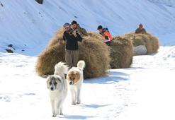 Köylüler, yazın hayvanları için topladıkları otları dağdan kızaklarla indiriyor