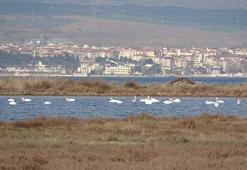 İklim değişikliği nedeniyle Çanakkale'deki kuş popülasyonu arttı