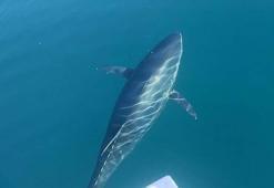 Çanakkale'de balıkçılar orkinos besledi; o anlar kamerada