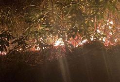 Rize’de anız ateşi ormana sıçradı