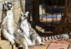 Lemurların kış rutini, güneşi selamlamak