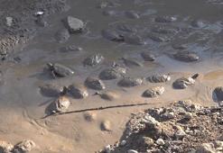 Islah çalışmaları için suyu kesilen derede, çamurda mahsur kalan 240 kaplumbağa kurtarıldı