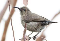 Türkiye'de ilk kez Filistin nektarkuşu görüldü