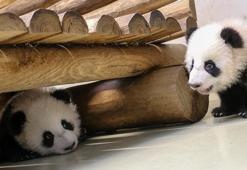 İkiz yavru pandalar ziyaretçileriyle tanıştı