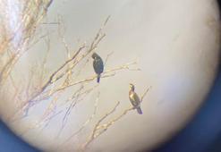 Kastabala Sulak Alanı’nda kuş gözlemi