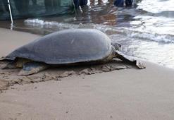 Caretta caretta 'Lansinoh'un rotasını 18 bin kişi görüntüledi