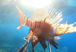Ayvalık'ta aslan balığı ve kaz boynu deniz midyesi görüntülendi