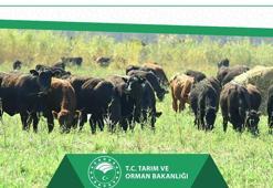 'Kırsalda Bereket, Hayvancılığa Destek Projesi' başlıyor
