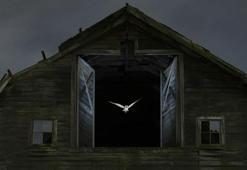 Yılın Yaban Hayatı Fotoğrafçısı Ödülü'nü kazanan belli oldu