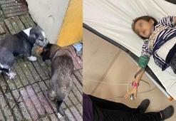 Okul bahçesinde beslenen köpekler, 9 yaşındaki öğrenciyi ısırdı