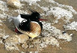 Chicago’da kuş gribi alarmı