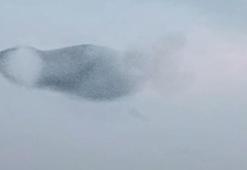 Sığırcık kuşlarının uyum halinde aynı yöne uçtuğu anlar kamerada