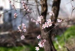 Edirne'de 'yalancı bahar'a aldanan meyve ağaçları çiçek açtı